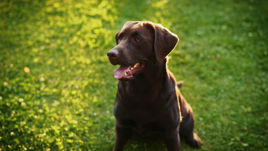 Handsome Pedigree Brown Labrador Retriever Dog Looks at Camera, Having Fun Outdoors on the Green Lawn. Happy Young Puppy on a Sunny Day Outdoors