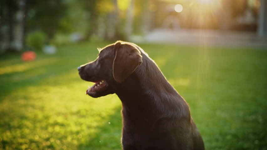 Handsome Pedigree Brown Labrador Retriever Dog Looks at Camera, Having Fun Outdoors on the Green Lawn. Portrait Shot of a Happy Young Puppy on a Sunny Day Outdoors