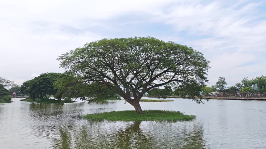 Rain Tree Beside Vast Pond
