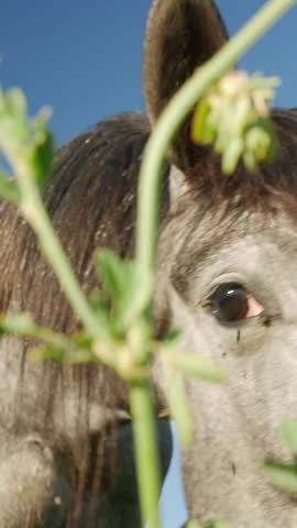 Horse face close-up with head movement in outdoor setting