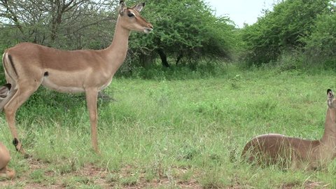Flock of impala antelope. South Africa, Kruger's National Park.

