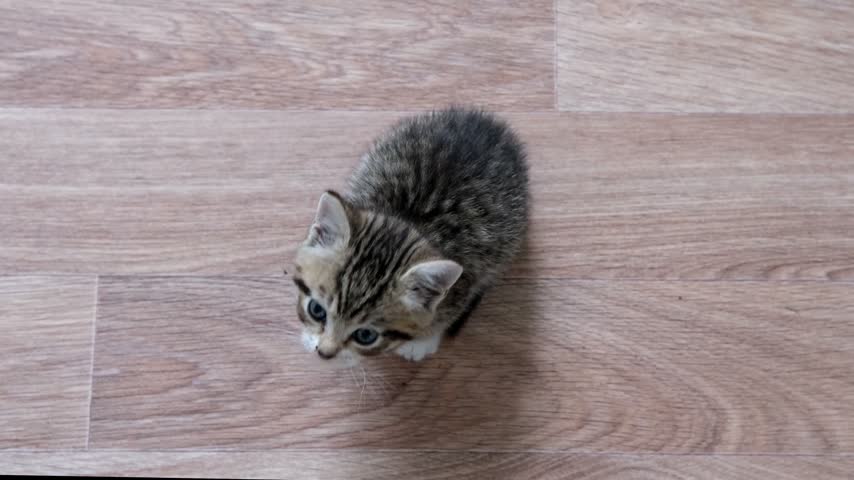 Small tabby kitten standing on a wooden floor and looking up curiously, pet care, veterinary services, animal welfare, domestic animal lifestyle, curious pet.