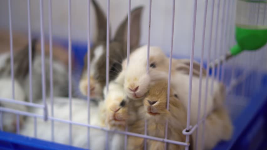 A cage with a group of rabbits inside. The cage is blue and white. The rabbits are all different colors