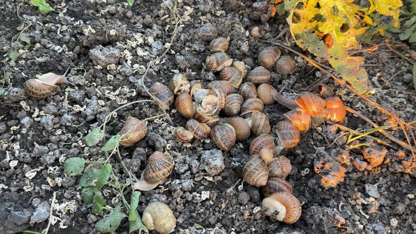Cluster of Helix aspersa snails moving on organic ground in outdoor enclosure. Brown striped shells of escargot mollusks gathered on wet soil near green leaves under natural bright sunlight.