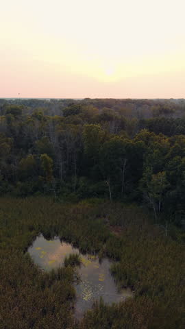 Vertical View Of A Swamp Surrounded By Dense Vegetation And Trees Near Black Creek In Wisconsin, United States. Aerial Shot