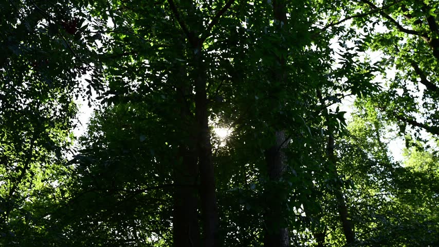 Sun peeks through the trees