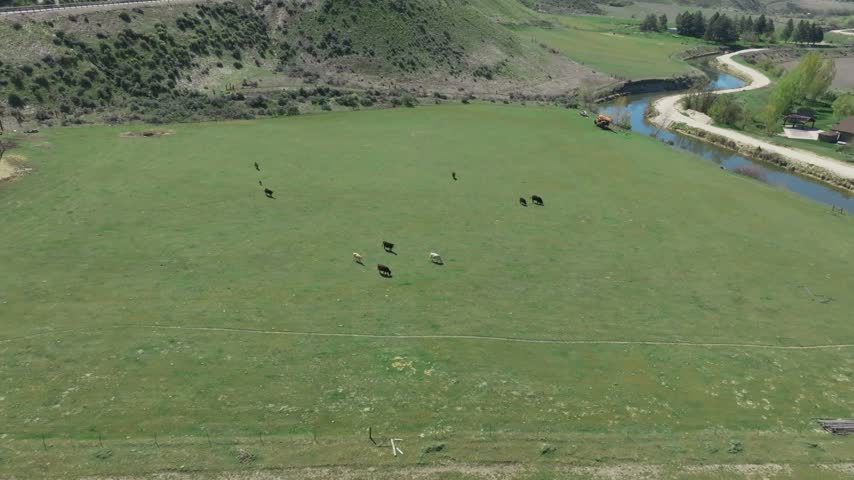Aerial view of cattle grazing in a green pasture near a winding river in the countryside of Emmett, Idaho, United States.
