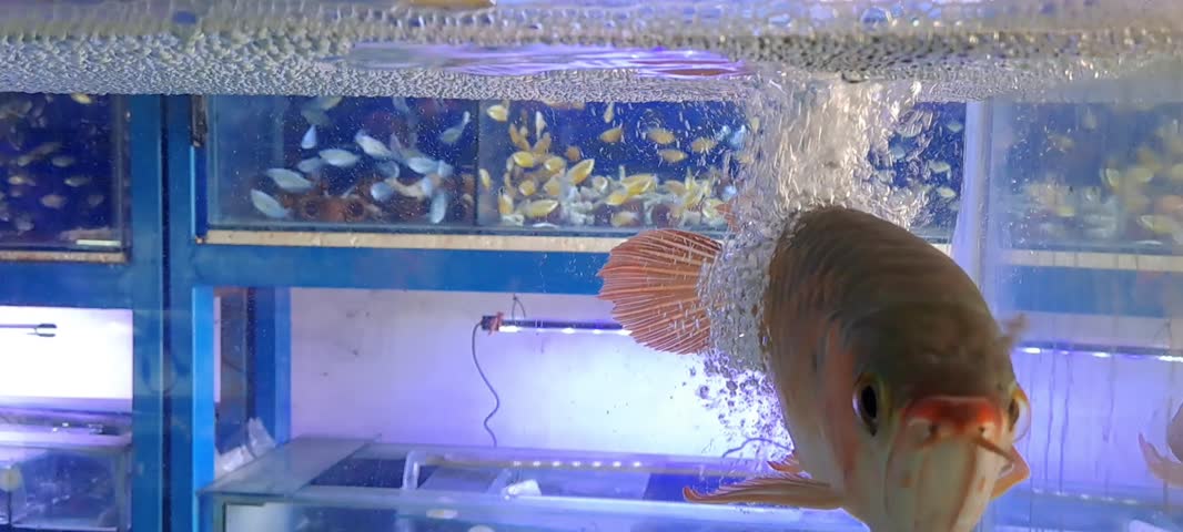 A salmon-colored arowana swims gracefully near rising air bubbles in a clear aquarium, while another aquarium containing small fish is visible in the background. Known as a dragon fish because of its elongated body and shimmering scales, this ornamental freshwater fish creates an elegant aquatic scene for aquarium, pet, nature, and aquatic life concepts.