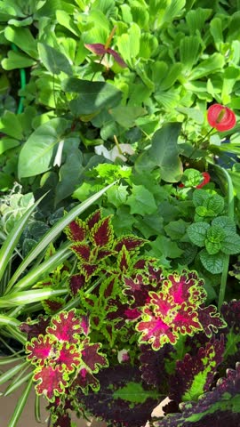 Red Anthurium flowers bloom among colorful Coleus foliage near tropical greenhouse pond. Flamingo flower andraeanum species and Solenostemon thrive in humid conservatory. Vertical video captures