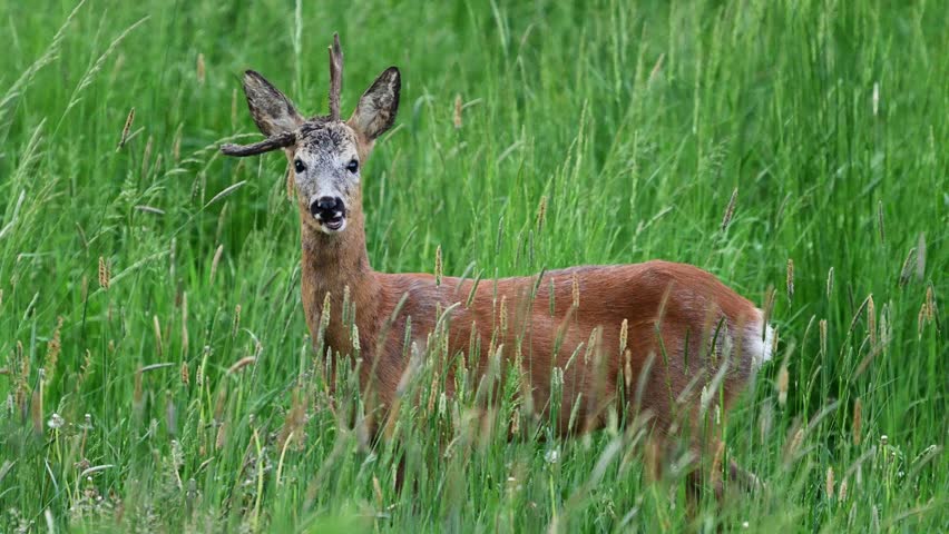 Roe deer male ( Capreolus capreolus )	