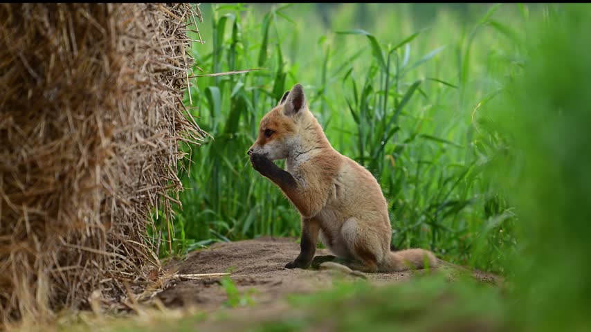 Cute young red fox ( Vulpes vulpes )	