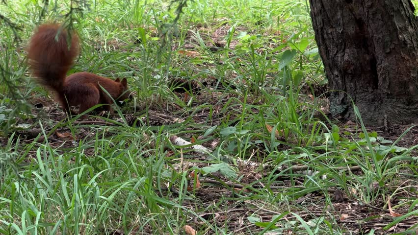 A red squirrel sits quietly near the base of a tree, serene nature moment, woodland atmosphere.