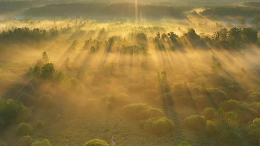Beautiful sunny morning above the forest aerial footage	