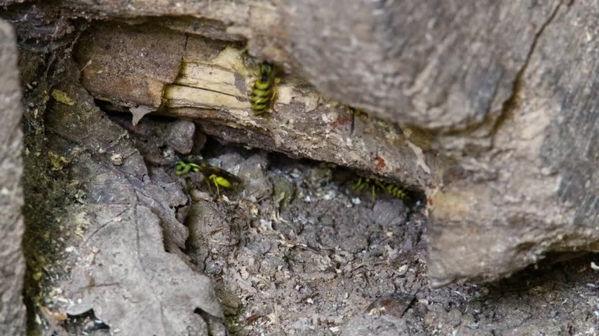 Close up of an Eastern yellowjacket (Vespula maculifrons) flying and crawling around a nest entrance in dirt and rotting wood on the ground in rural Wisconsin during summer.