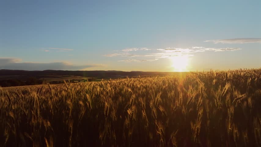 Aerial view of golden wheat field at sunset with warm light illuminating the crops in Austria.