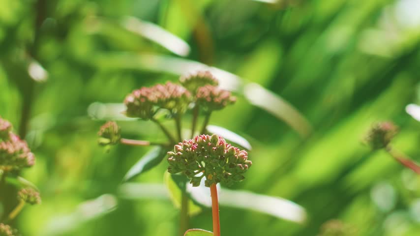 Macro video of a red dragonfly hovering and landing gracefully on a plant flower bud in a summer garden in bright sunlight.