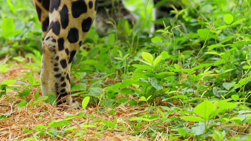 Majestic clouded leopard legs walking through lush green grass in the forest, showing the powerful and stealthy movement of the rare and elusive wild cat in its natural jungle habitat
