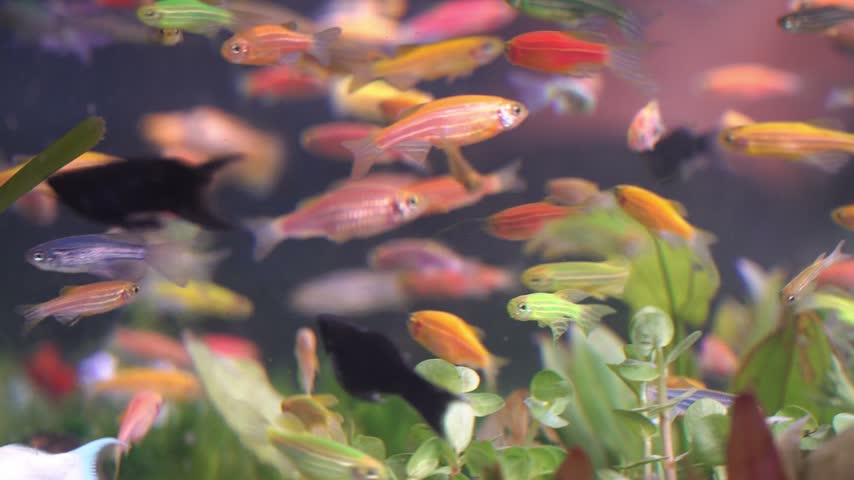 A dense school of vibrant, multi-colored GloFish zebra danios (Danio rerio) swimming actively together inside a freshwater planted aquarium. The video captures a beautiful mix of neon pink, orange, green, and yellow fish moving rapidly above green aquatic plants.