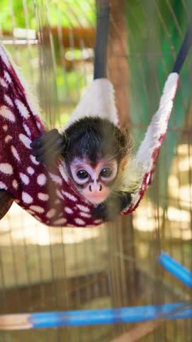 Cute baby spider monkey with big expressive eyes looking around while relaxing in a soft, colorful hammock inside an enclosure, showcasing primate innocence and wildlife conservation efforts