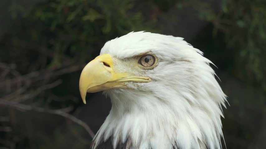 A stationary bald eagle in tight close-up head and upper neck in sharp focus against a soft blurred green backdrop in daylight.