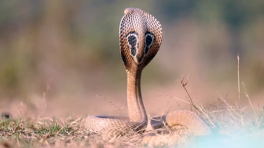 Brown Cobra Sitting vertical  on ground