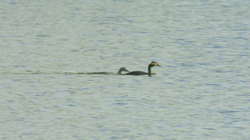 Adult Great Crested Grebe swims across open freshwater with two young chicks following closely behind in a natural wetland habitat