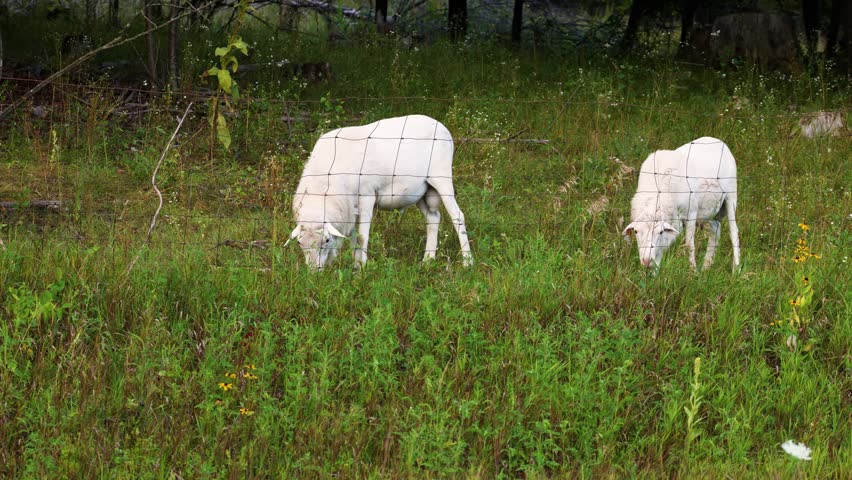 White sheep graze on green grass and weeds behind a woven wire fence in a rural summer pasture in Dunn County, Wisconsin.