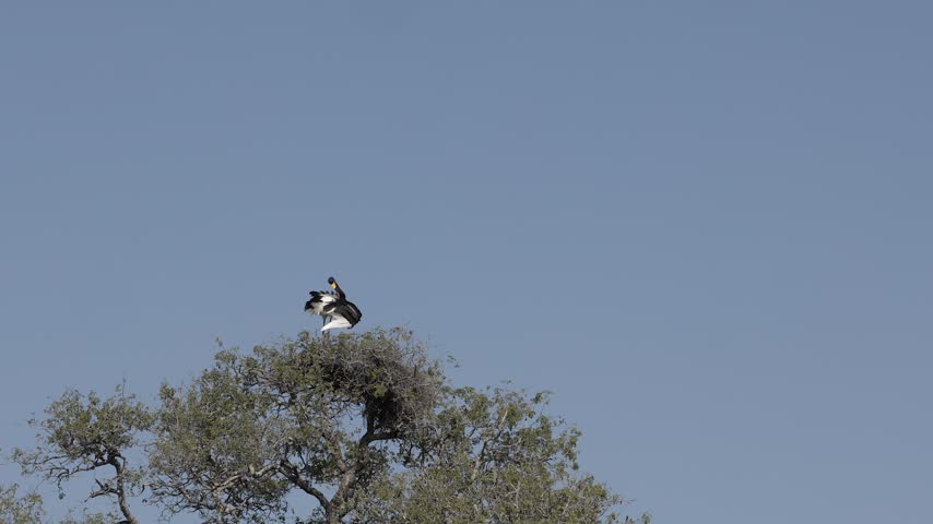 Wide angle shot of Saddle-billed Stork preening on tree top perch