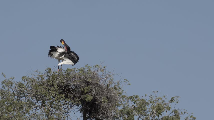 Saddle-billed Stork in treetop preens plumage isolated in blue sky