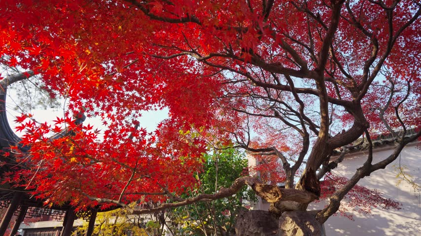 Traditional Chinese-style pavilion with a view of red maple leaves during the autumn foliage season in Suzhou