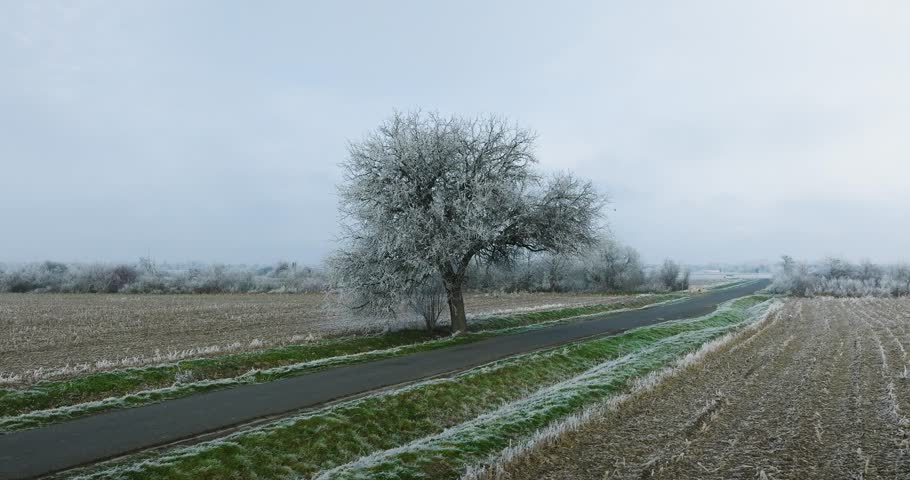 A serene winter landscape in Poland features a bare tree covered in frost next to a quiet asphalt road through harvested fields