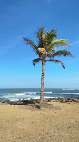 Tropical palm tree by the beach overlooking the ocean, capturing a peaceful island atmosphere and natural coastal beauty.
