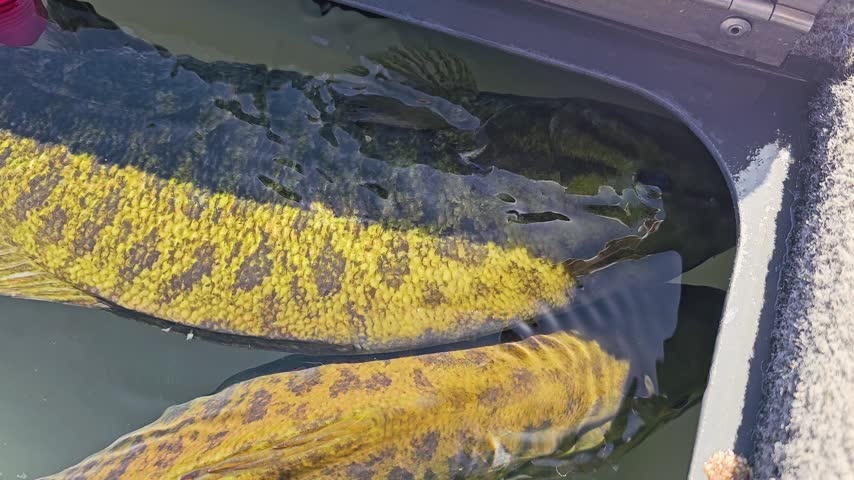Close-up of two smallmouth bass resting in a boat live well, with golden scales under rippling water, gray tank edge, and sunny freshwater fishing catch care.