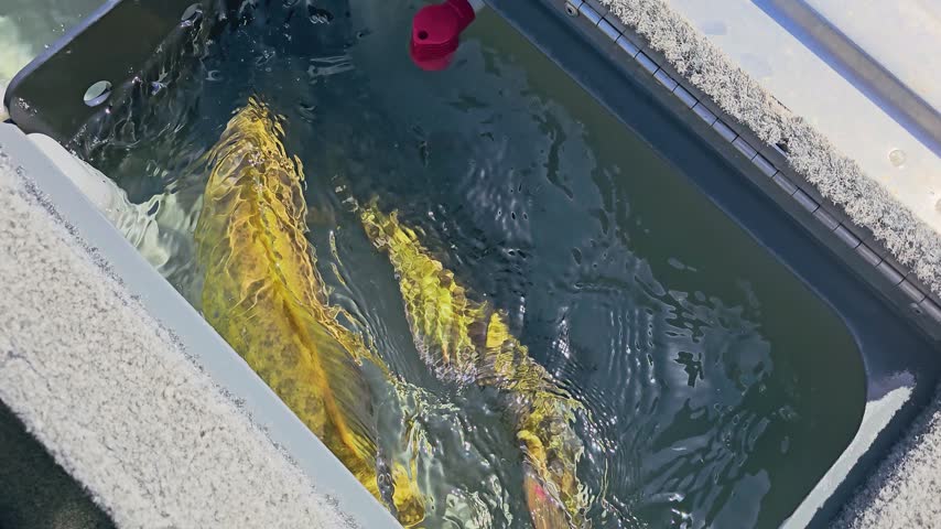 Two smallmouth bass swim in a boat live well with sunlit water, golden scales, ripples, bubbles, gray carpeted deck, and freshwater fishing catch care during a lake outing.