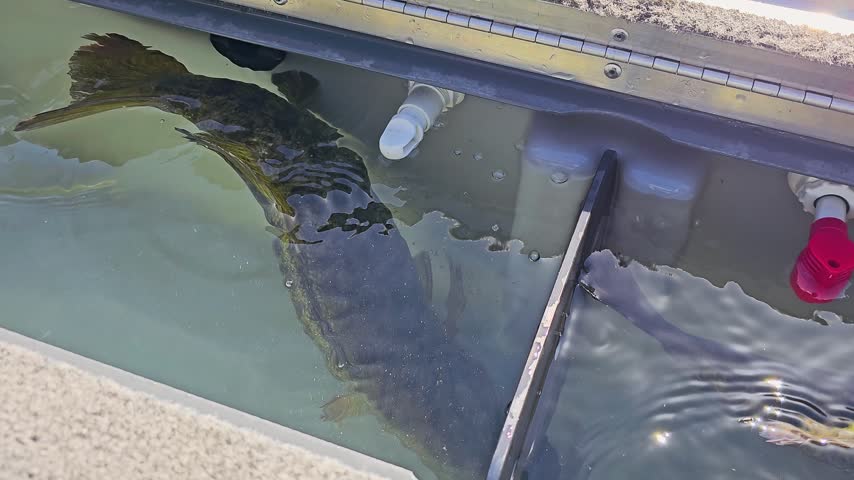 Two caught smallmouth bass move through live well water on a fishing boat, with bright sunlight, bubbles, reflections, and tournament style catch care before release.