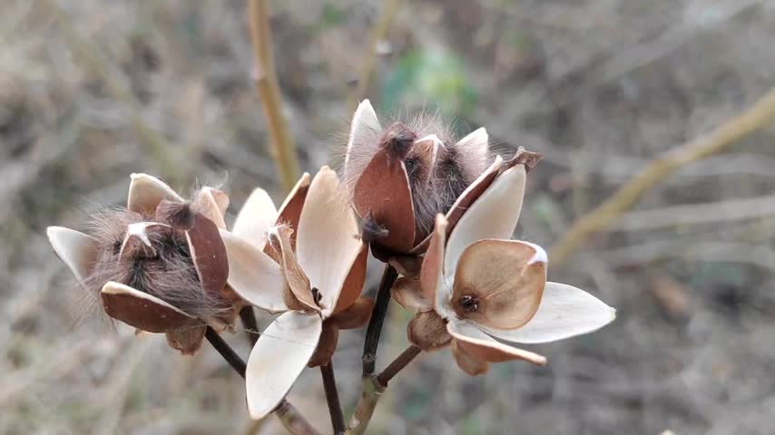 Dried Tree Seed Pods Splitting Open with Silky Fibers  
Macro close up of woody brown seed pods on a dry branch that have split open, revealing soft grey brown silky fibers and dark seeds inside. Blurred natural background.