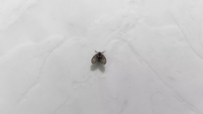 Drain Fly Resting on White Tile Wall  
Macro close up static shot of a small furry drain fly or moth fly with heart shaped wings sitting motionless on a smooth white tile surface.
