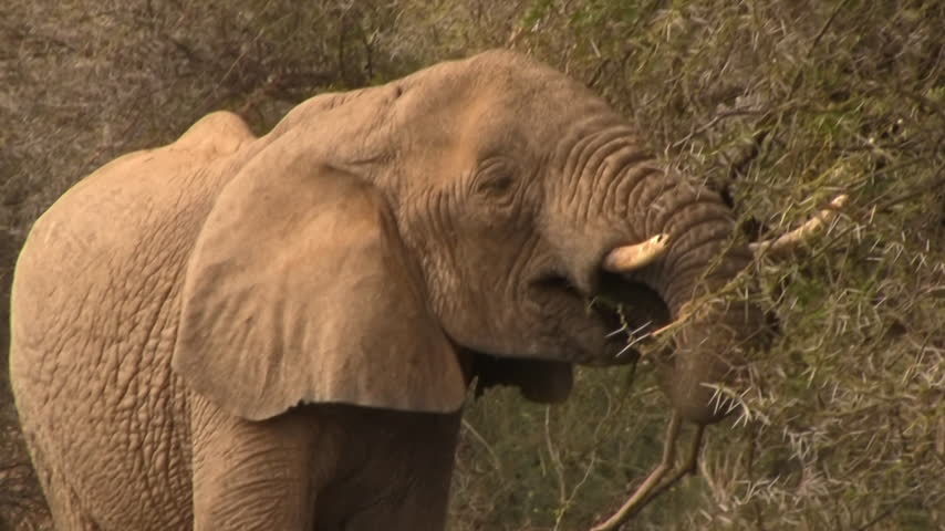 A small herd of elephants feeds near trees in Samburu, Kenya