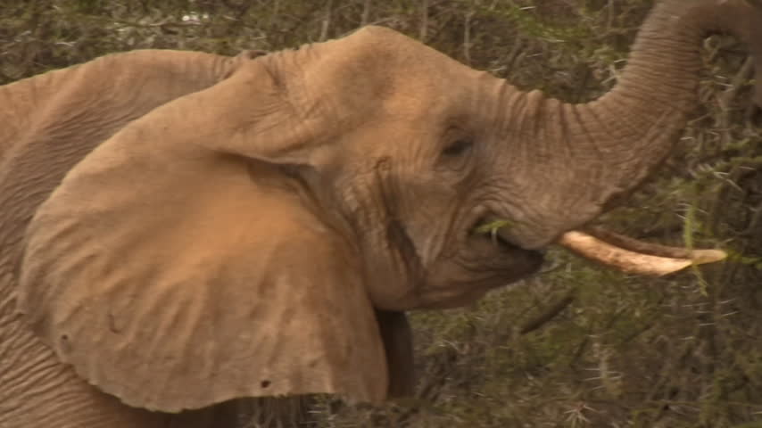 A small herd of elephants feeds near trees in Samburu, Kenya
