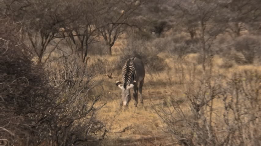 A Grevy