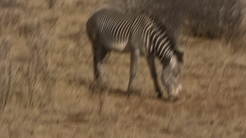 A Grevy