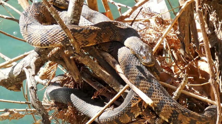 Close up cinematic footage of northern water snake coiled on wooden debris resting above turquoise water surface. Natural predator habitat captured in wild outdoor environment.