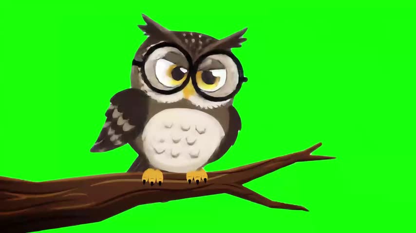 Cute Cartoon Owl Sitting on Tree Branch with Green Screen Background