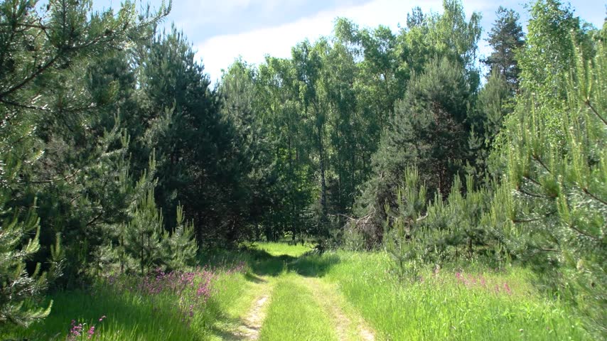 A grassy dirt road runs through the forest. An empty path between the trees in a summer forest. A rural spot for hiking and traveling.