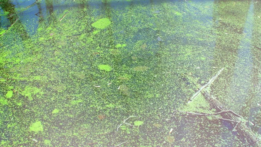 A background of a forest pond covered in mud. Spring plants on the water. Natural landscape of a forest lake.