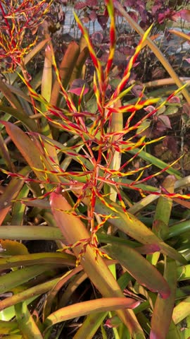 Close up and selective focus of a very colorful 
Aechmea blanchetiana, commonly known as the Blanchet