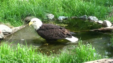 Eagle's bath - Bald Eagle (Haliaeetus leucocephalus)