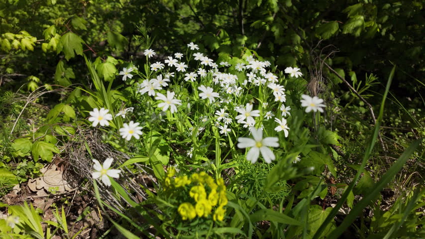 Beautiful wild white forest flowers blooming among green grass and foliage on a sunny spring day. Authentic nature scene showing seasonal flora in a woodland environment..