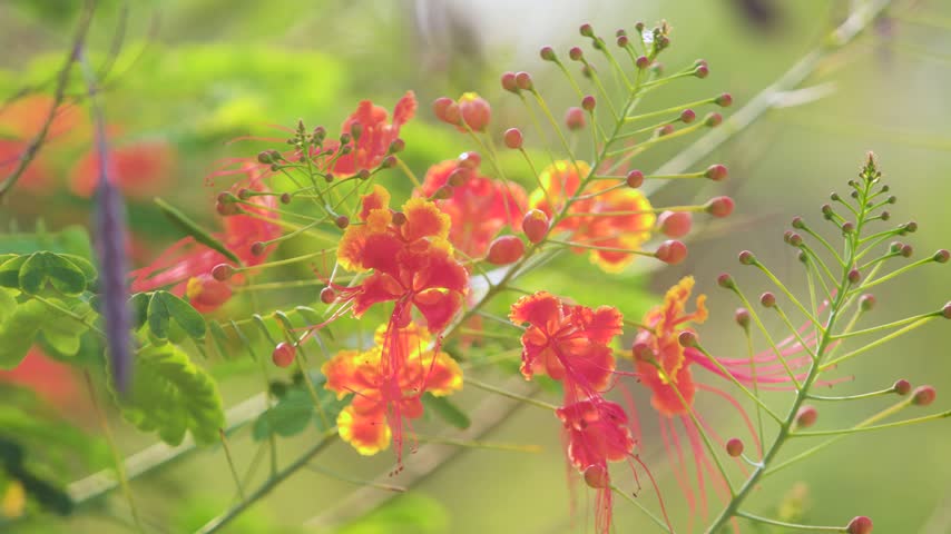 Close up of vibrant red and yellow flame lily flowers blooming. Soft natural light illuminates petals and green foliage. Peaceful botanical garden footage.