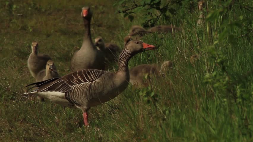 Family of Greylag Geese